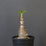 P.ウィンゾリー（実生）207