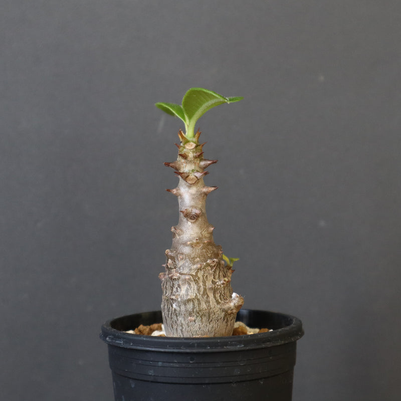 P.ウィンゾリー（実生）207