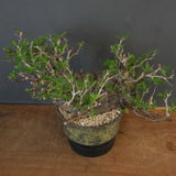 【雷土陶器鉢】O.パキプス 7104