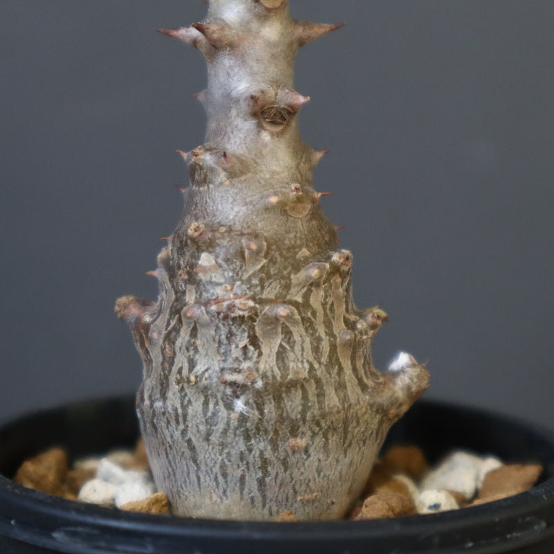 P.ウィンゾリー（実生）207