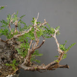 【雷土陶器鉢】O.パキプス 7104