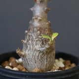 P.ウィンゾリー（実生）207