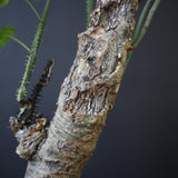 【plants greed】A.アクレアータ 63