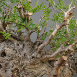 【雷土陶器鉢】O.パキプス 7104