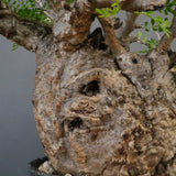 【雷土陶器鉢】O.パキプス 7104