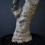 【plants greed】A.アクレアータ 63