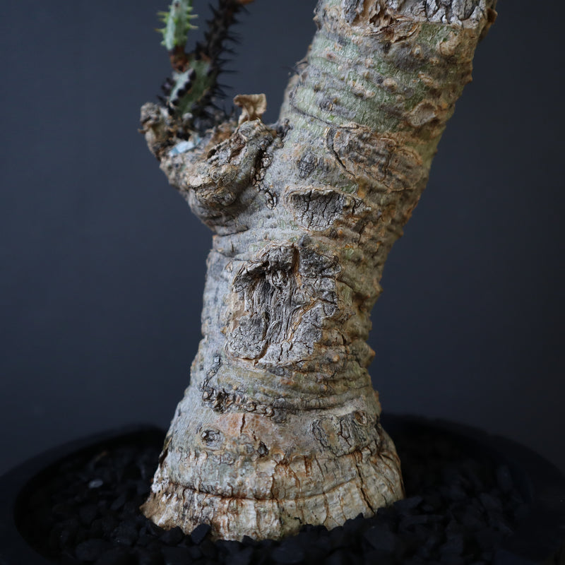 【plants greed】A.アクレアータ 63