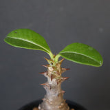 P.ウィンゾリー（実生）207