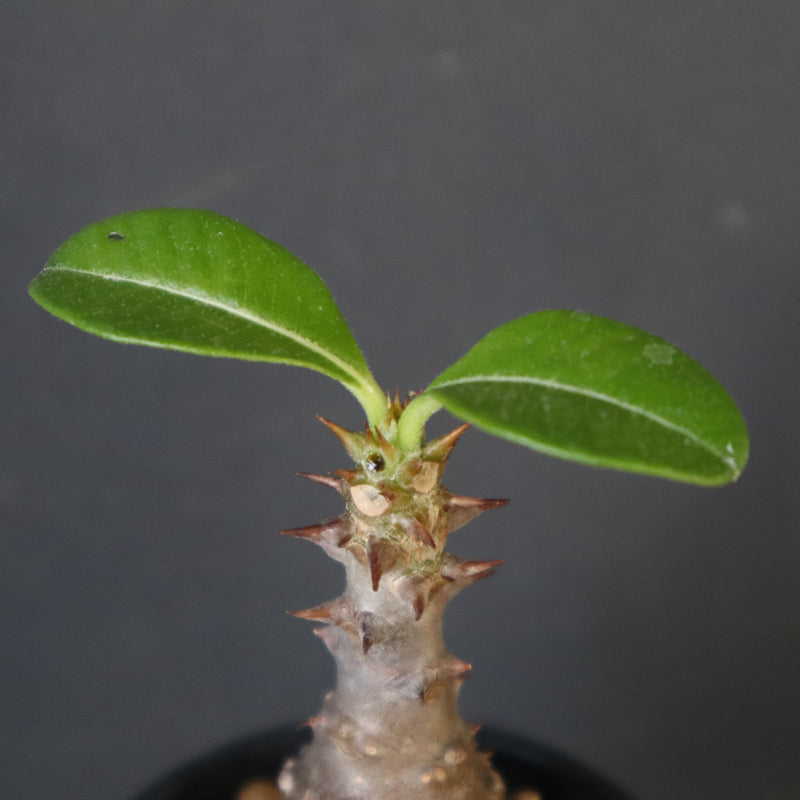 P.ウィンゾリー（実生）207