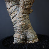 【plants greed】A.アクレアータ 63