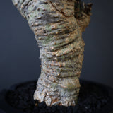 【plants greed】A.アクレアータ 63