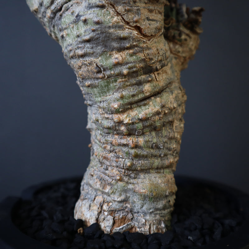 【plants greed】A.アクレアータ 63