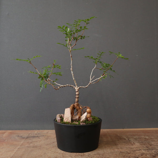 実生 – 5ページ目 – TaiShoDo ONLINE SHOP