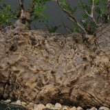 【雷土陶器鉢】O.パキプス 7104