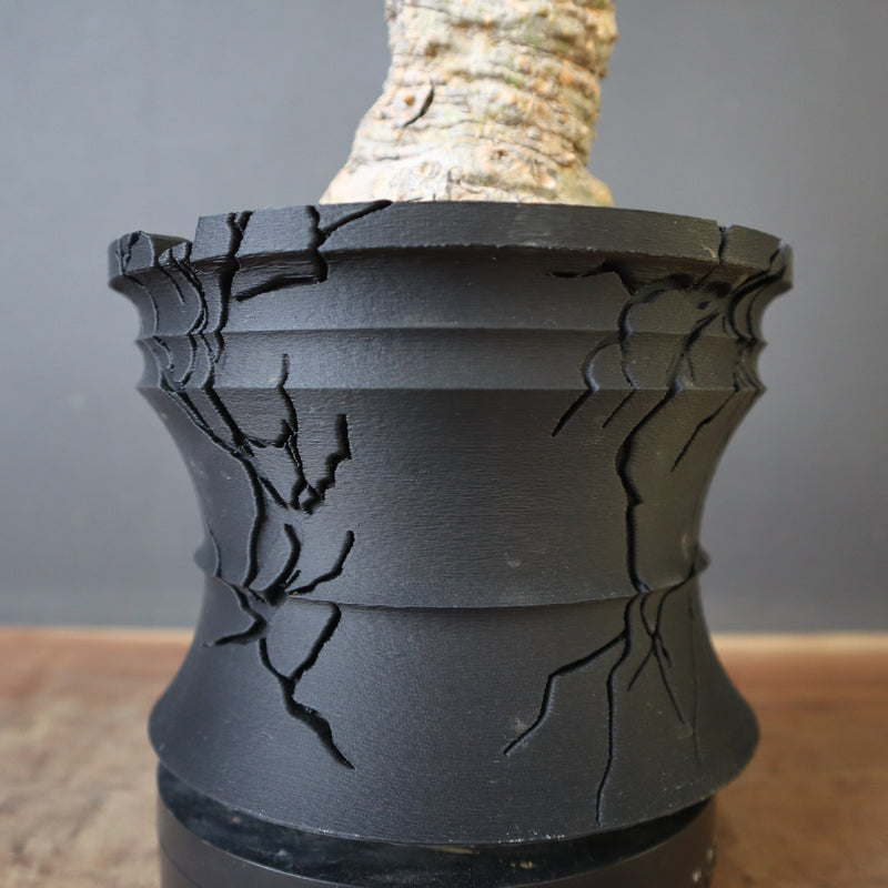 【plants greed】A.アクレアータ 63