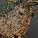 【雷土陶器鉢】O.パキプス 7104