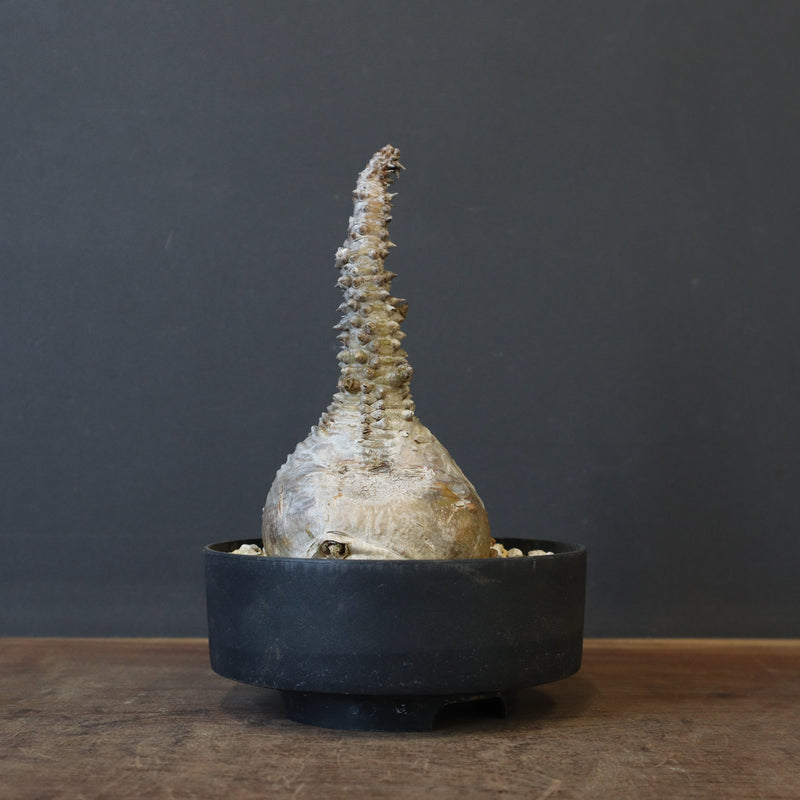 P.ウィンゾリー 45