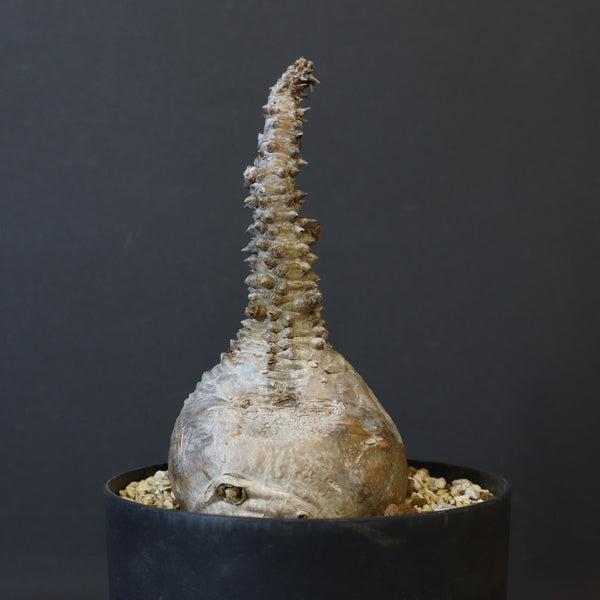 P.ウィンゾリー 45