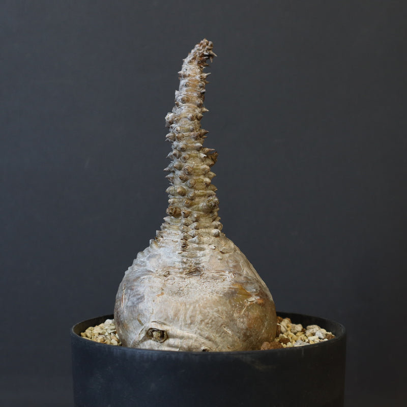 P.ウィンゾリー 45