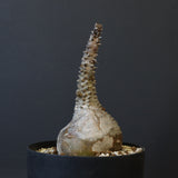 P.ウィンゾリー 45