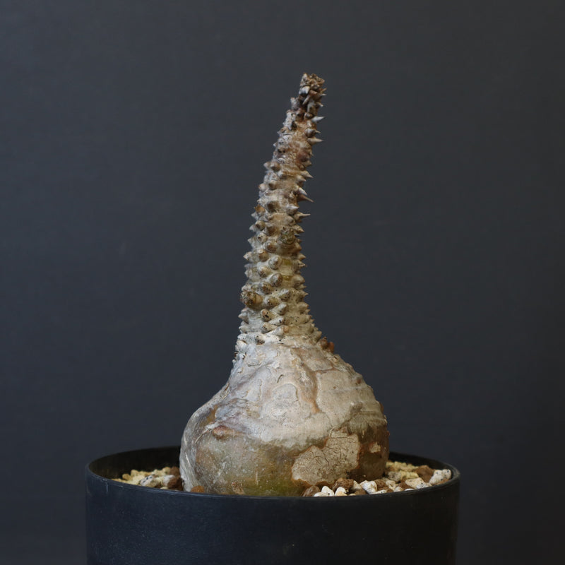 P.ウィンゾリー 45