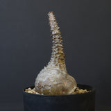 P.ウィンゾリー 45