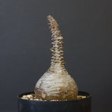 P.ウィンゾリー 45