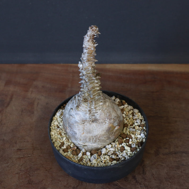 P.ウィンゾリー 45