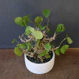 【QUTOTEN.】オオハマボウ　EC1684