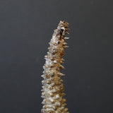 P.ウィンゾリー 45