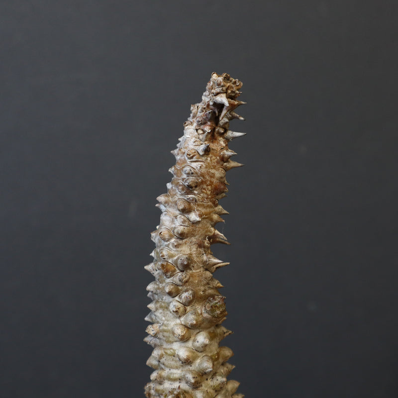 P.ウィンゾリー 45