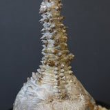 P.ウィンゾリー 45