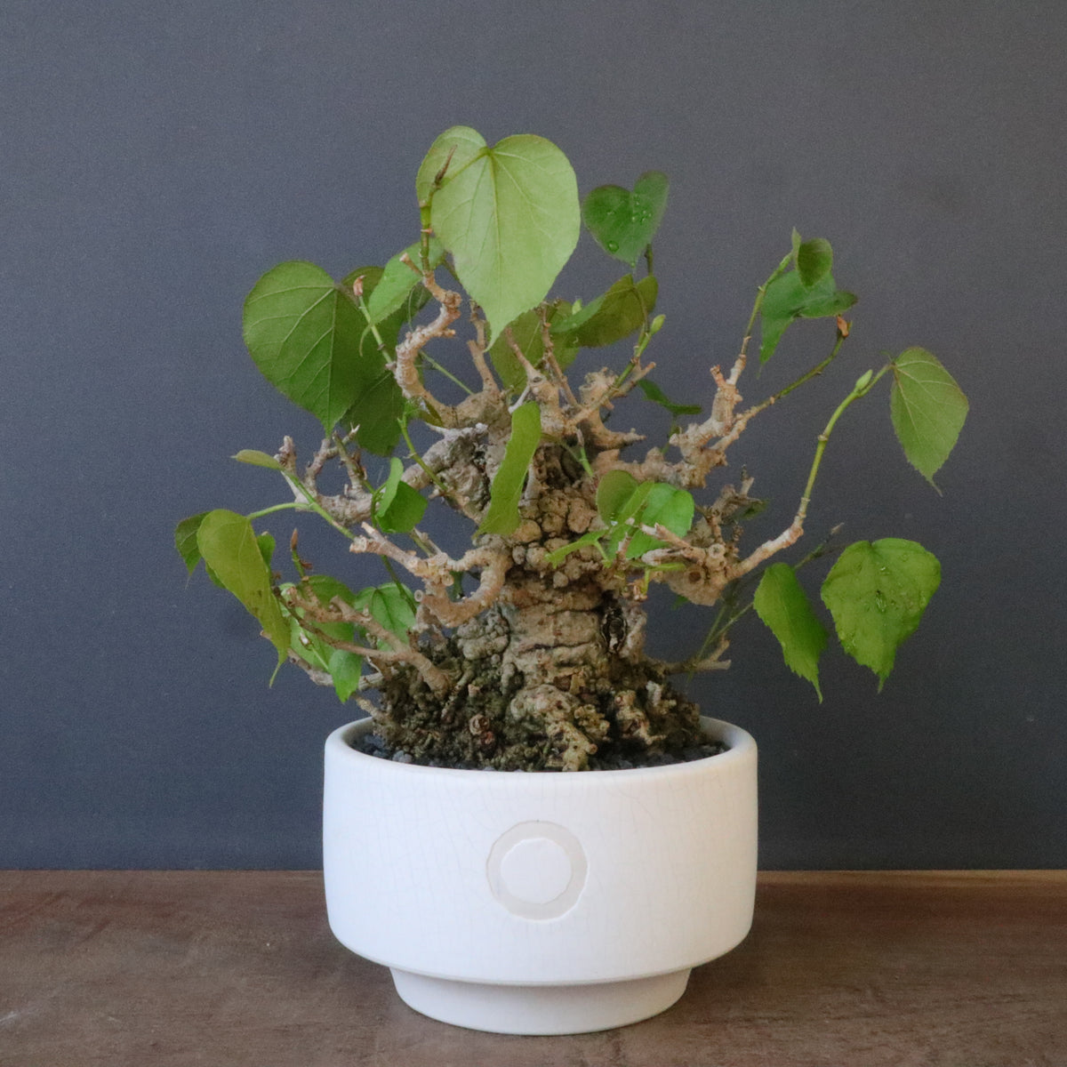 おしゃれ鉢と。 – TaiShoDo ONLINE SHOP