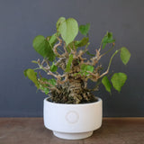 【QUTOTEN.】オオハマボウ　EC1684