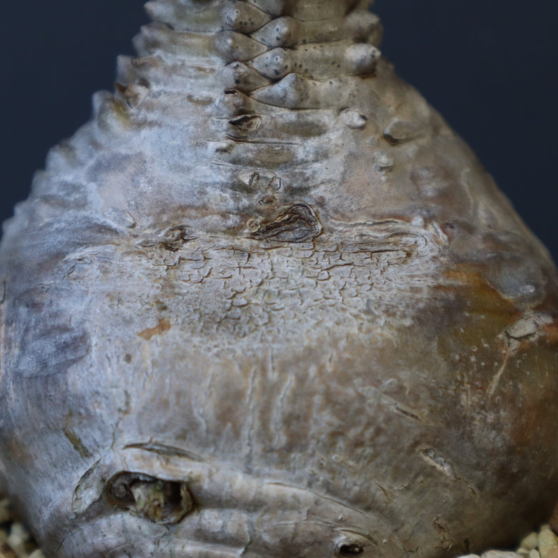 P.ウィンゾリー 45