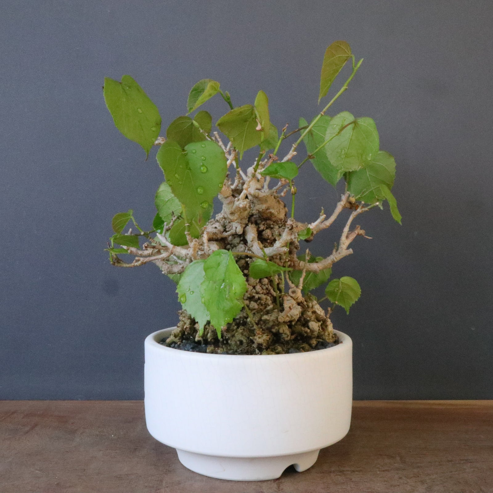 QUTOTEN.】オオハマボウ EC1684 – TaiShoDo ONLINE SHOP