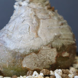 P.ウィンゾリー 45