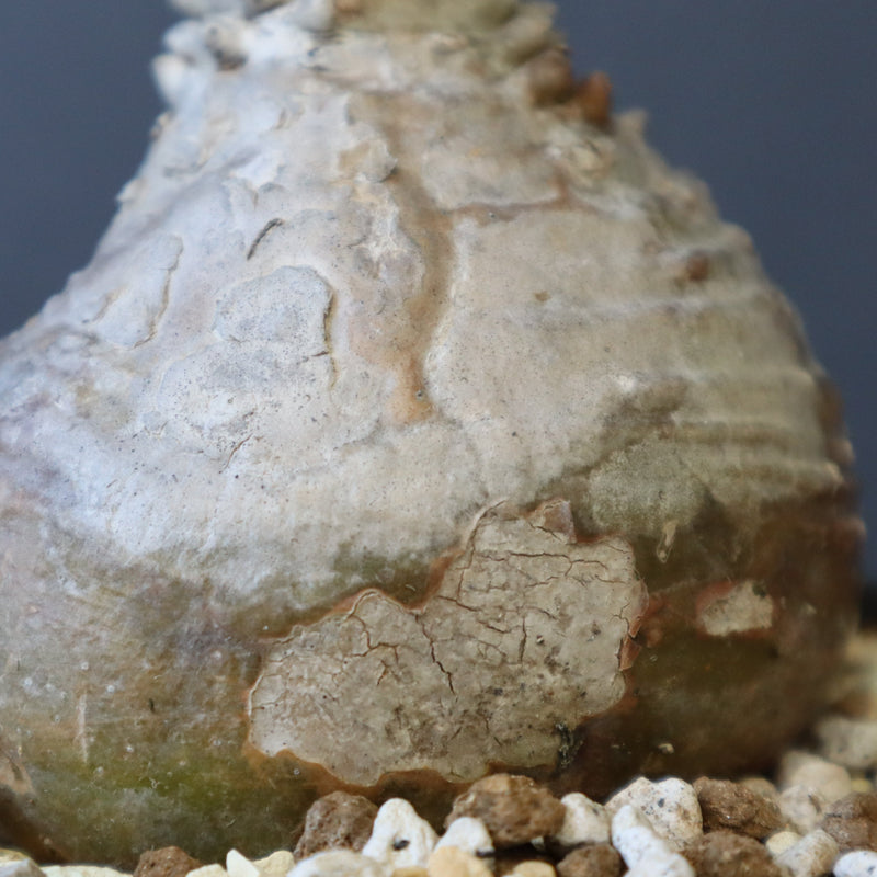 P.ウィンゾリー 45