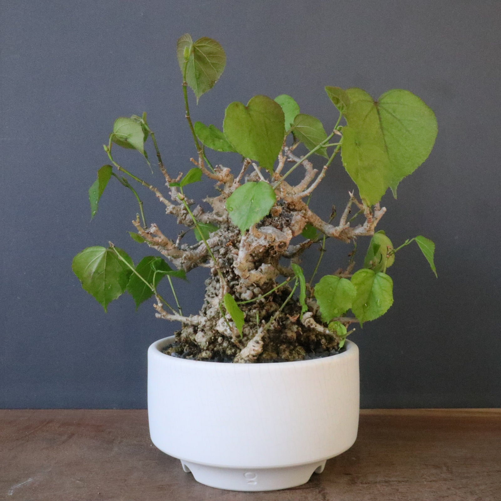 QUTOTEN.】オオハマボウ EC1684 – TaiShoDo ONLINE SHOP