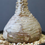 P.ウィンゾリー 45