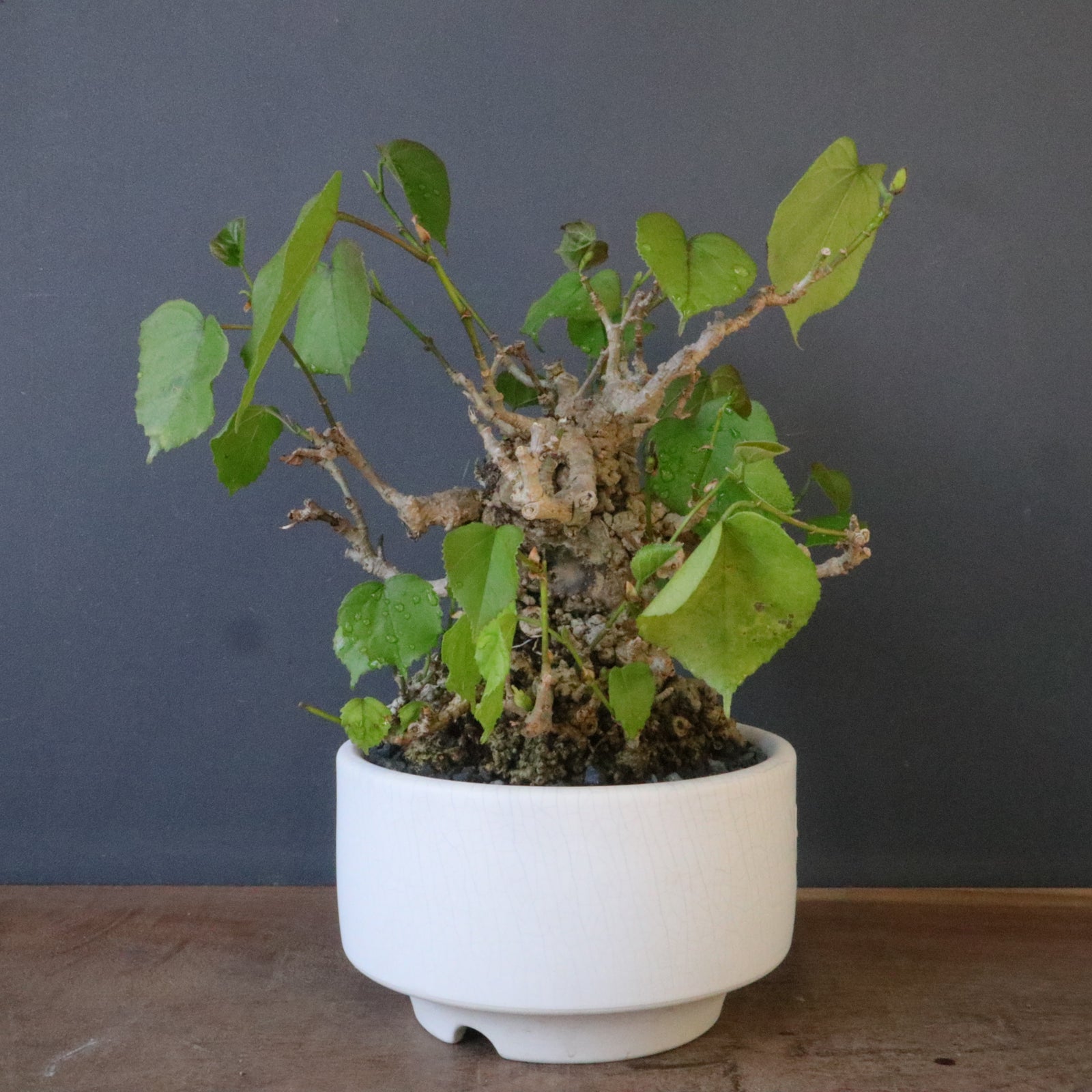 QUTOTEN.】オオハマボウ EC1684 – TaiShoDo ONLINE SHOP