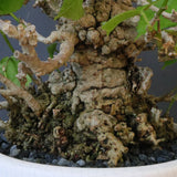 【QUTOTEN.】オオハマボウ　EC1684