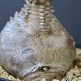 P.ウィンゾリー 45