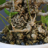 【QUTOTEN.】オオハマボウ　EC1684