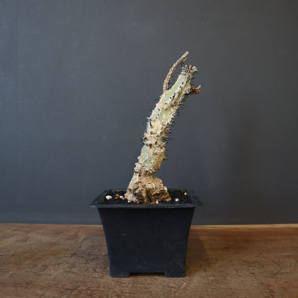 A.アクレアータ 34