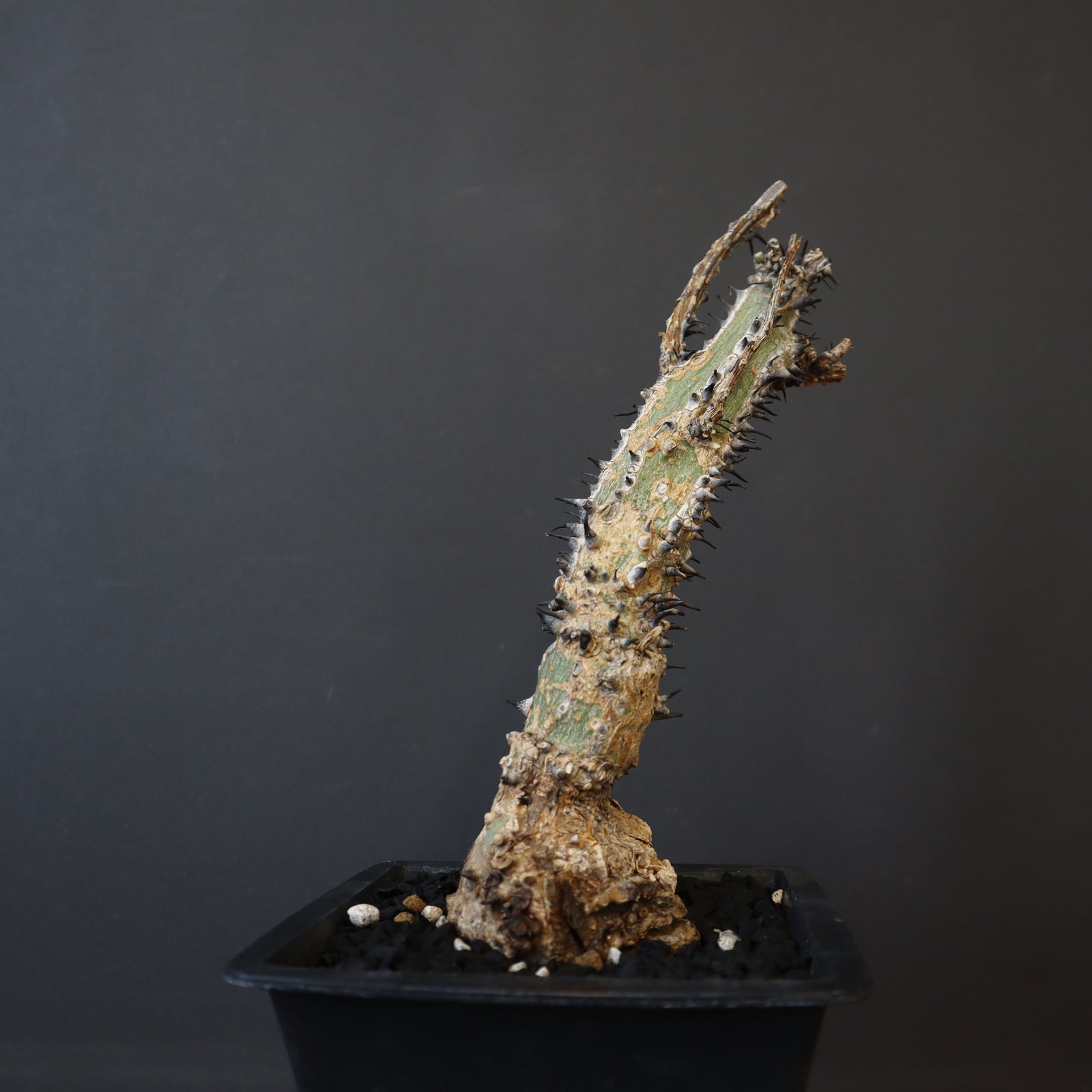 A.アクレアータ 34 – TaiShoDo ONLINE SHOP