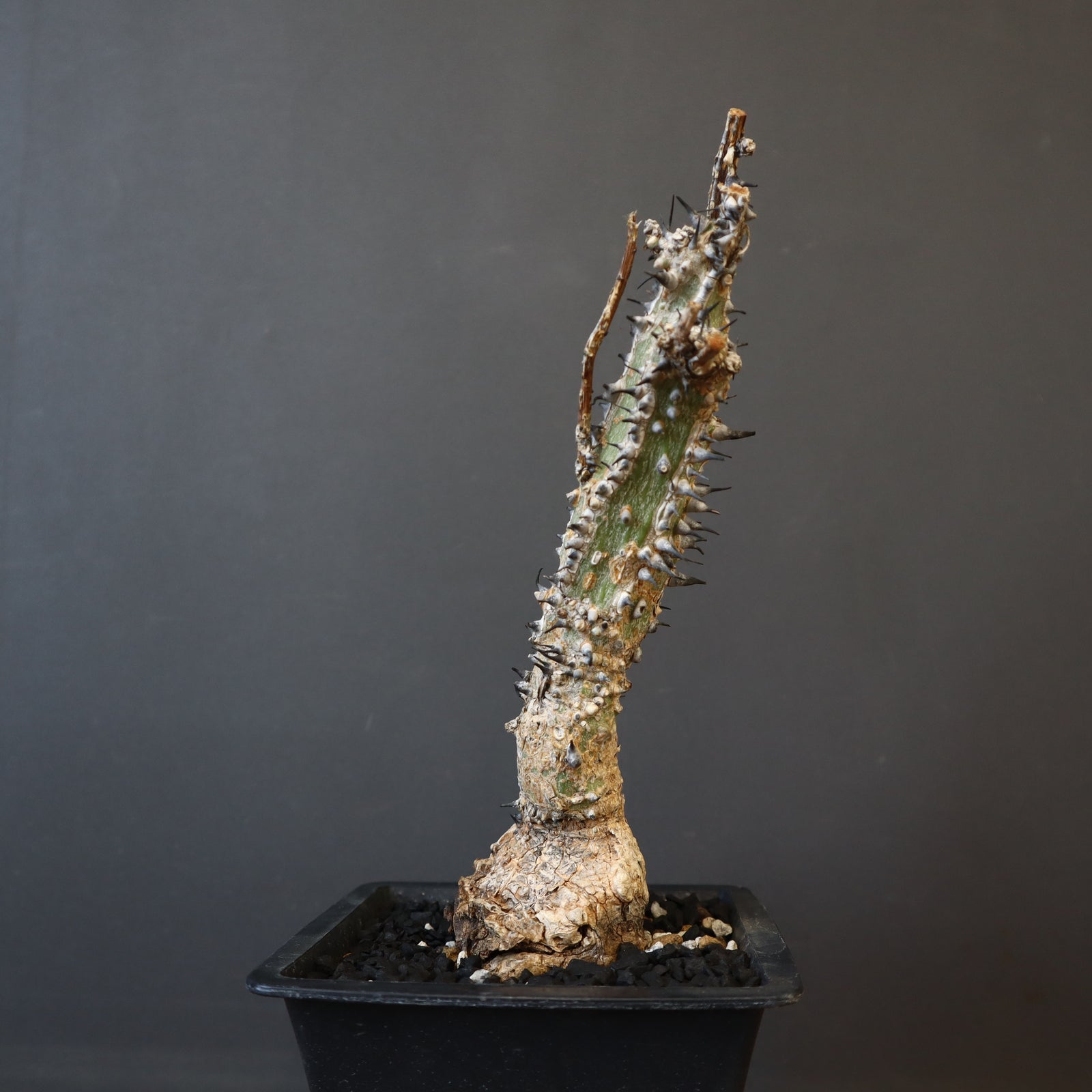 A.アクレアータ 34 – TaiShoDo ONLINE SHOP