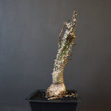 A.アクレアータ 34