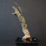 A.アクレアータ 34