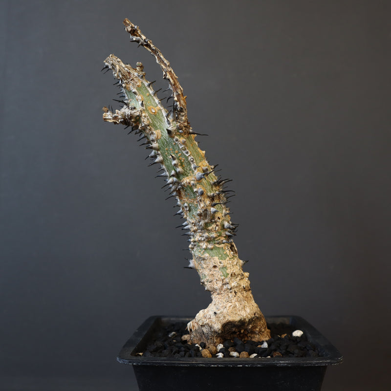 A.アクレアータ 34